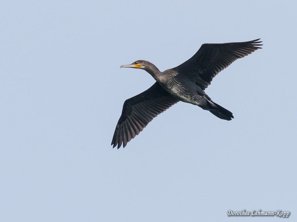 Kormoran