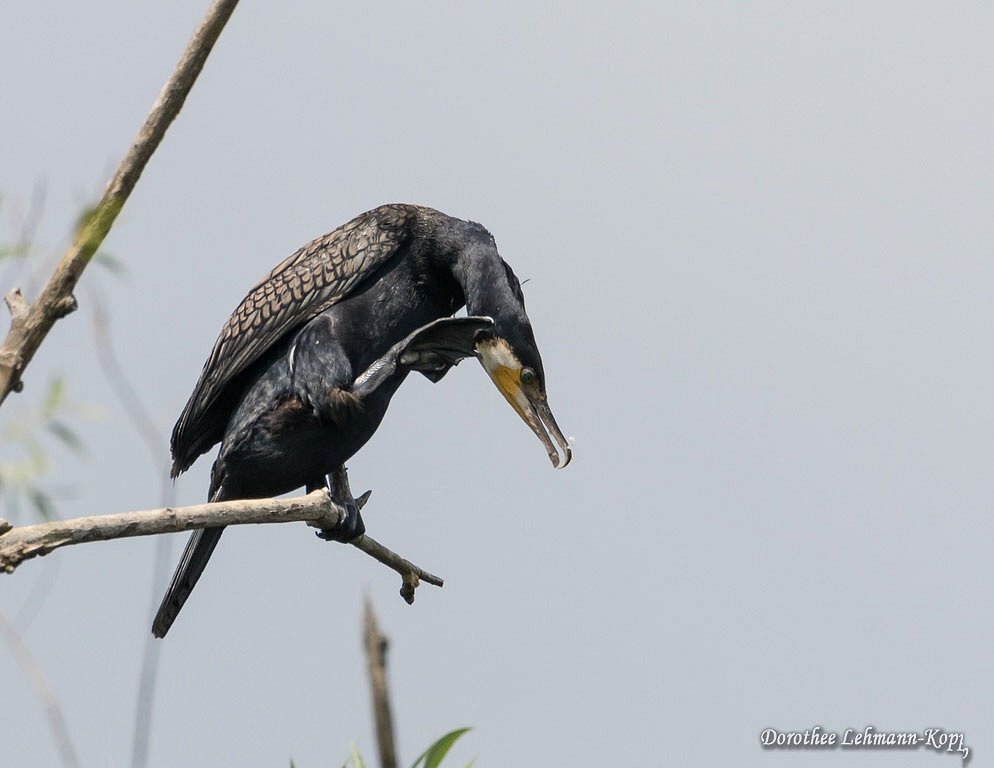 Kormoran
