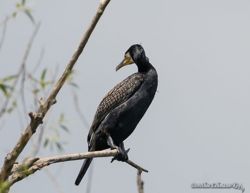 Kormoran