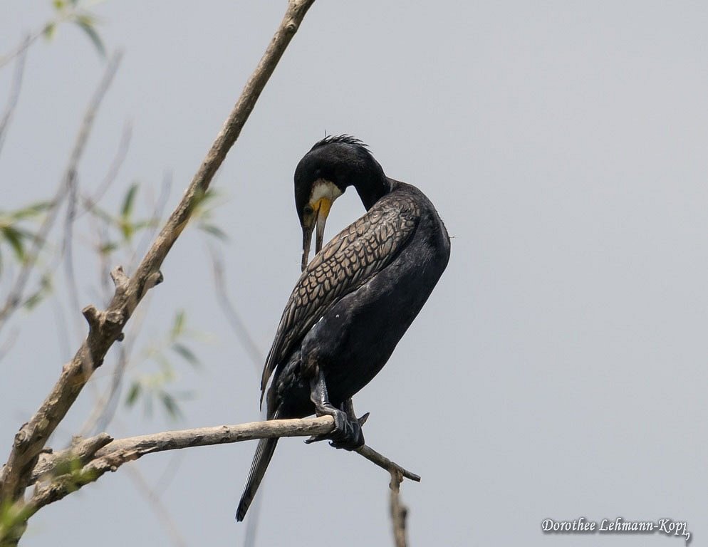 Kormoran