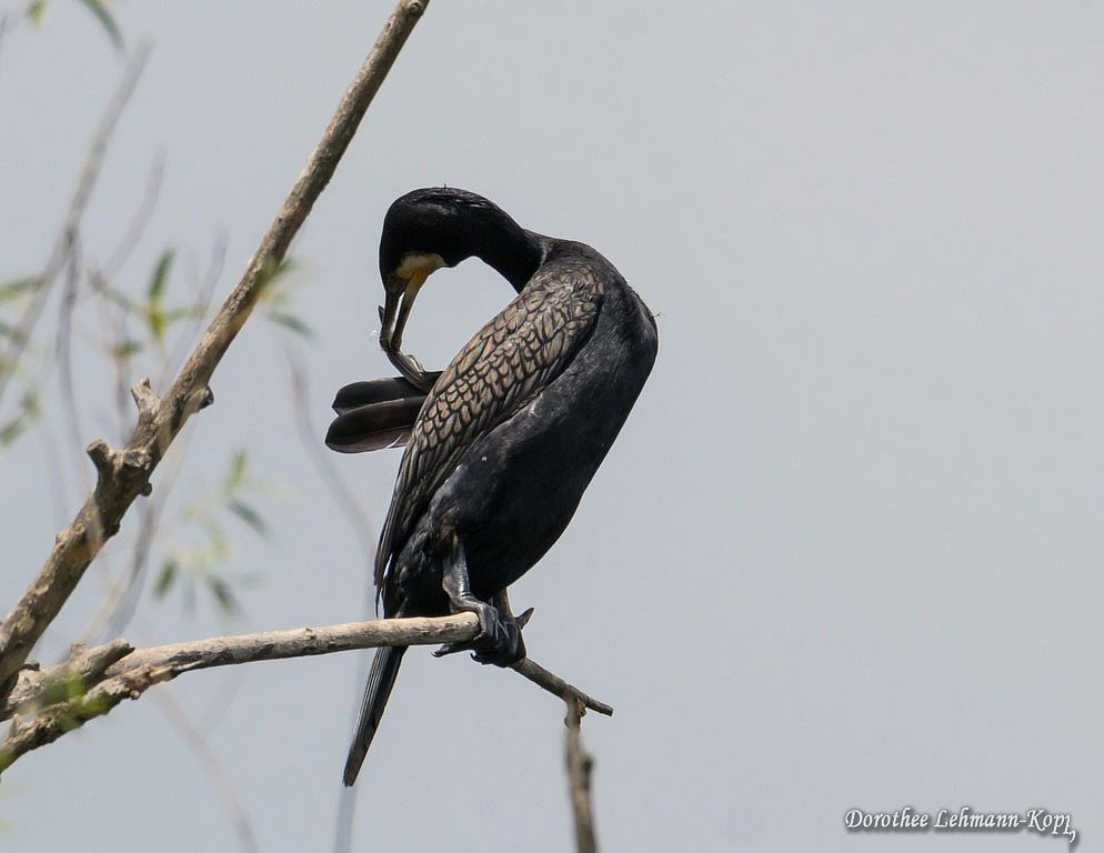 Kormoran