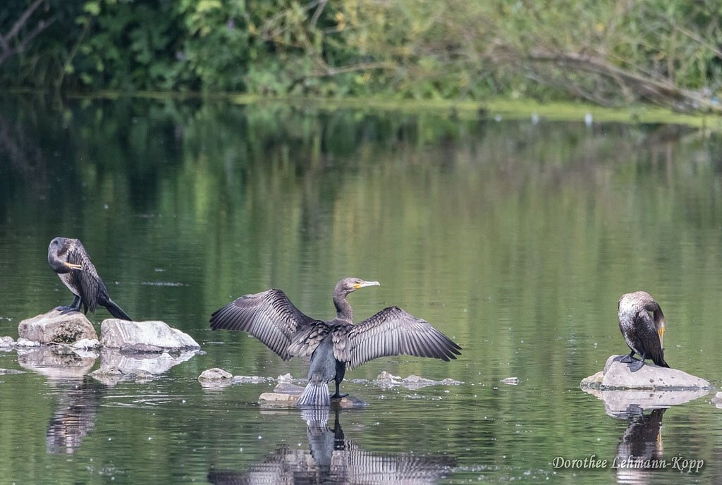 Kormoran