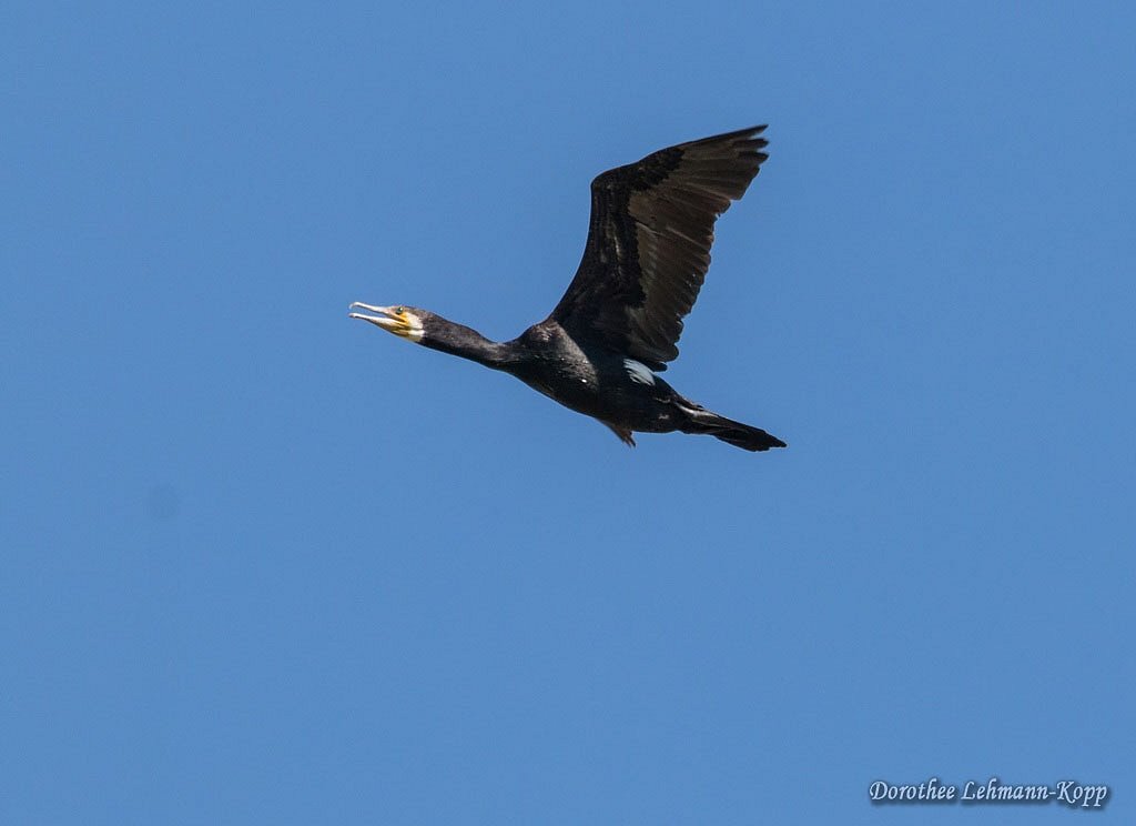 Kormoran