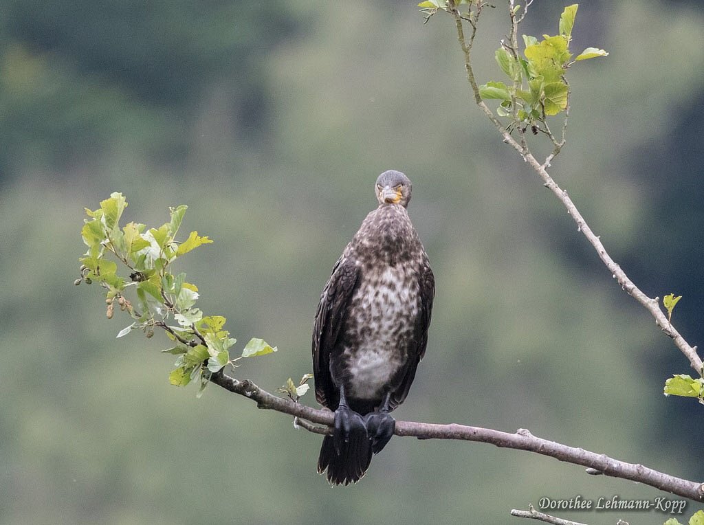 Kormoran