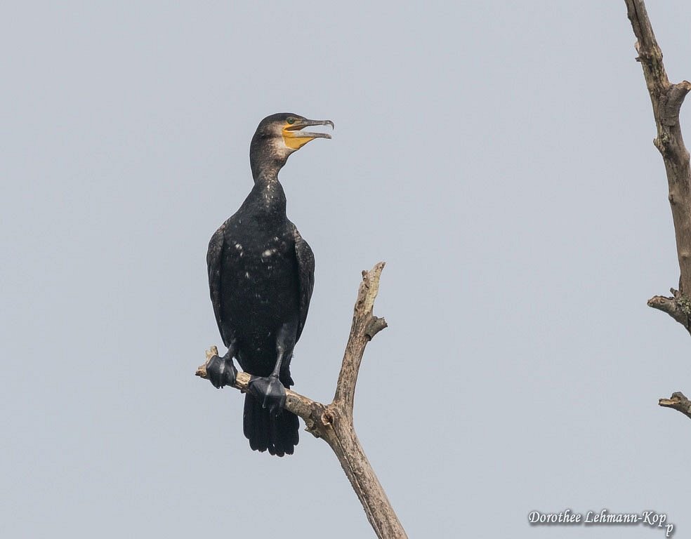 Kormoran