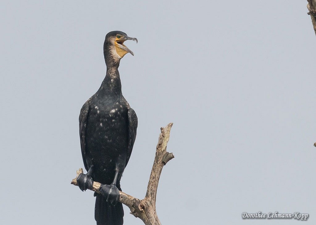 Kormoran gaehnend