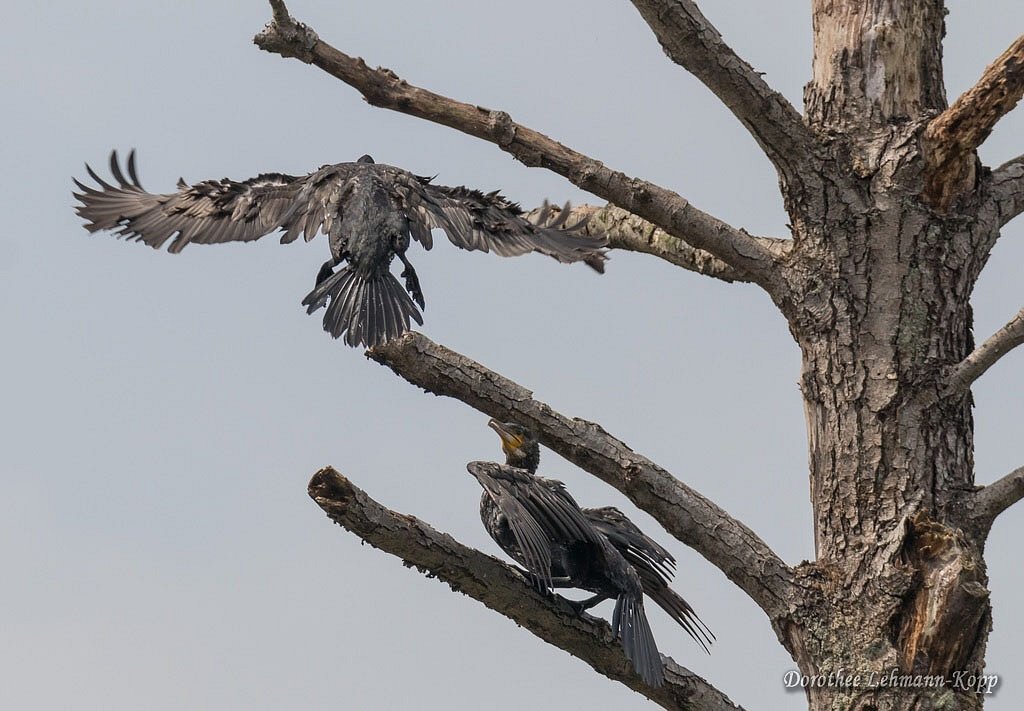 Kormoran