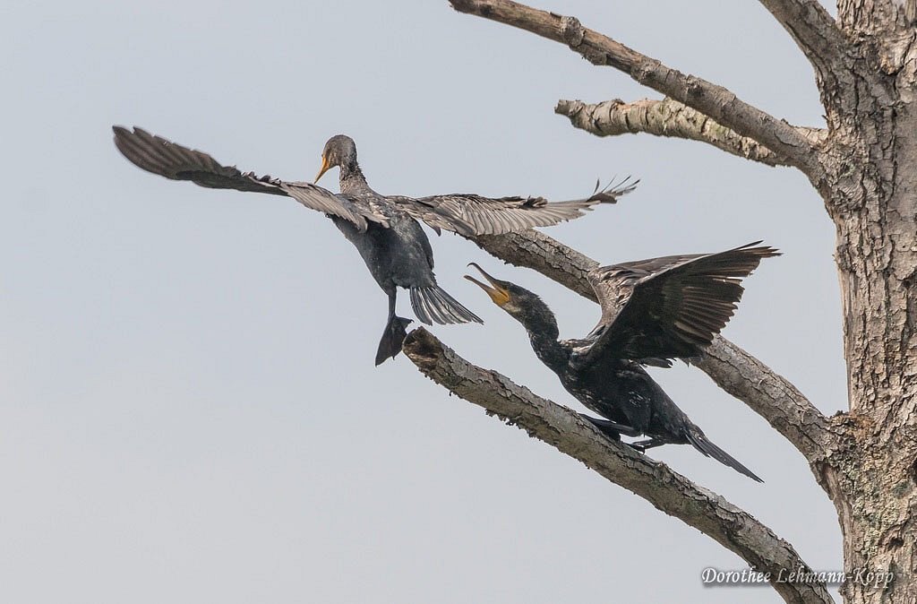Kormoran