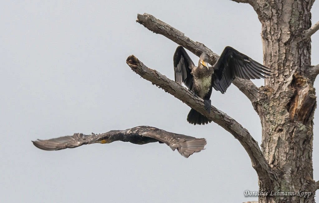 Kormoran