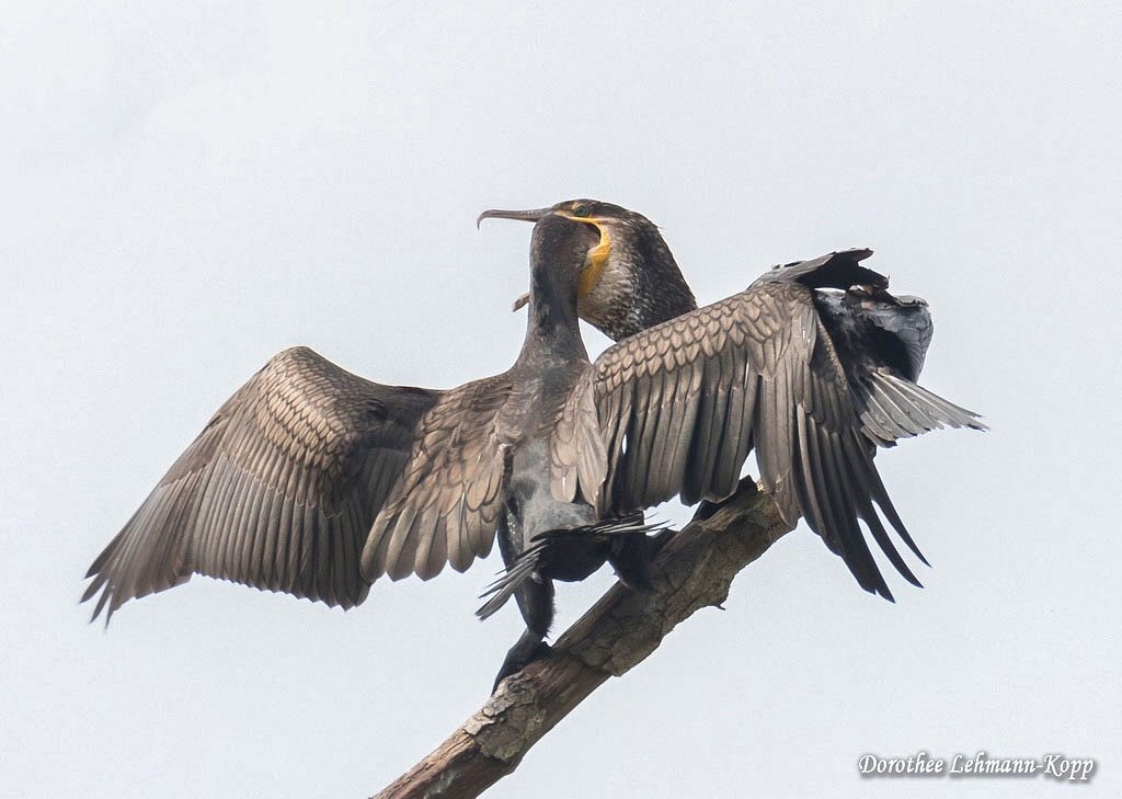 Kormoran Fuetterung