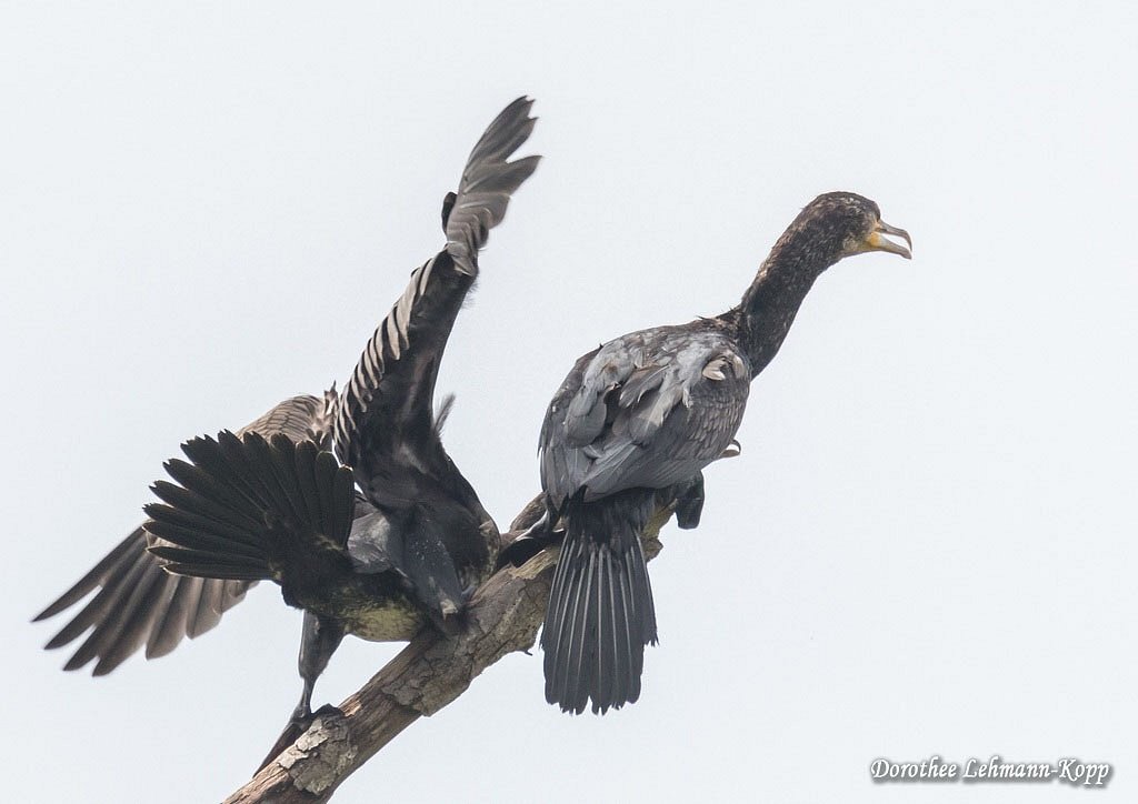 Kormoran Fuetterung