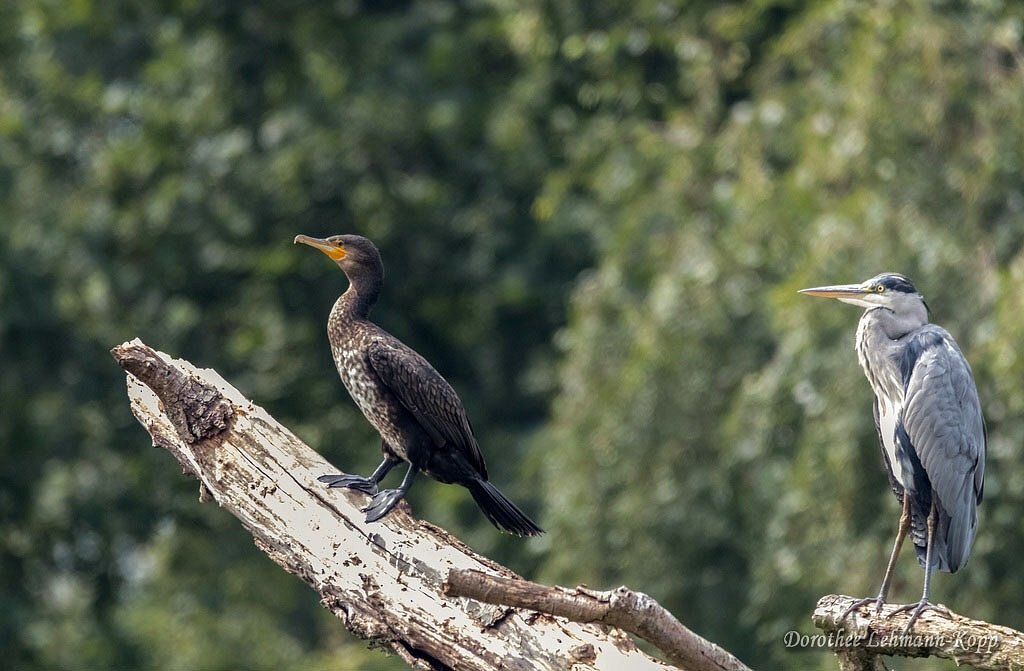 Kormoran und Reiher