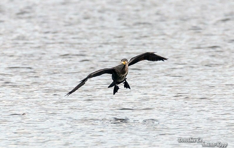 Kormoran