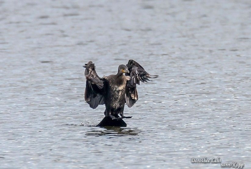 Kormoran