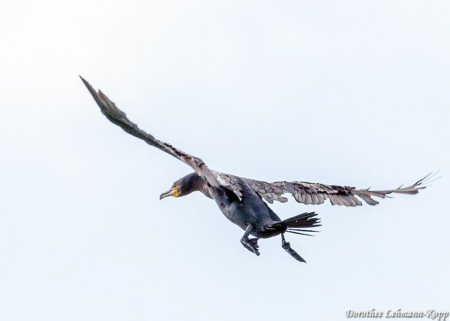 Kormoran