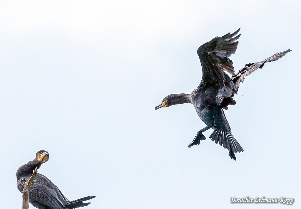 Kormoran