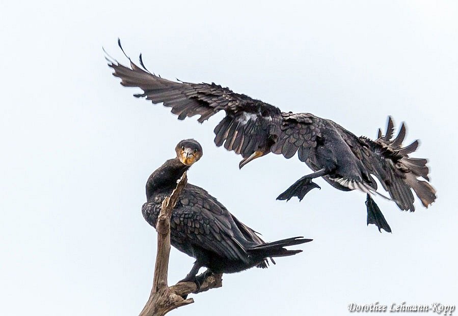 Kormoran