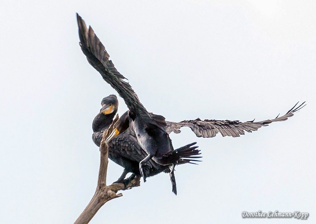 Kormoran