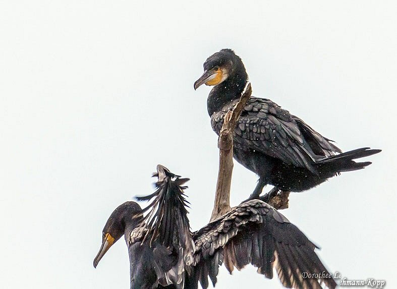 Kormoran