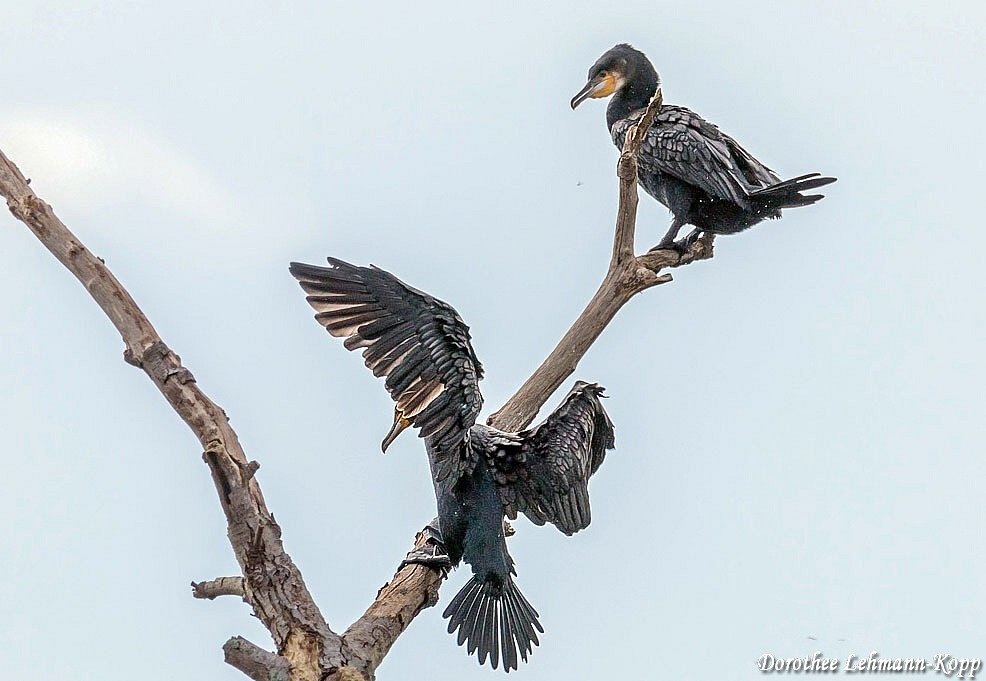 Kormoran