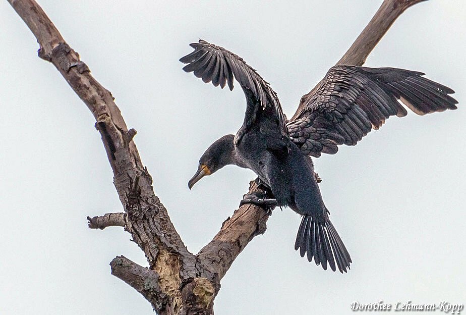 Kormoran