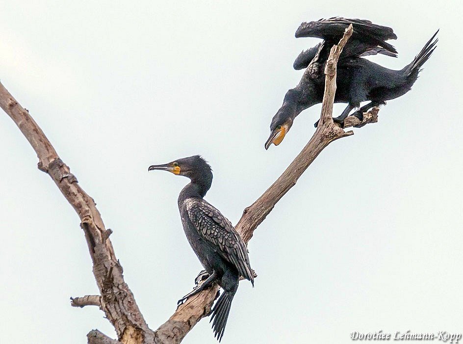 Kormoran