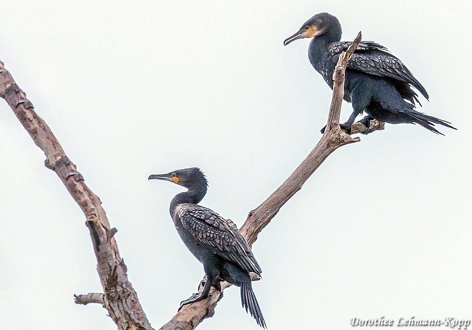 Kormoran