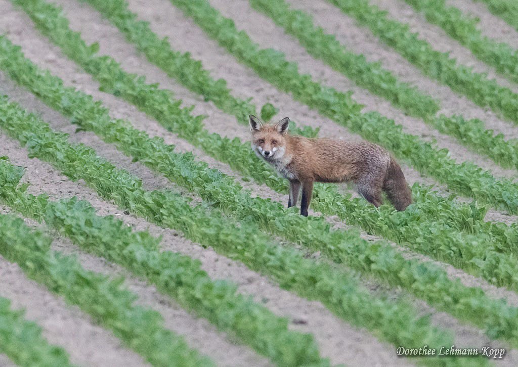 Fuchs, Belegbild 
