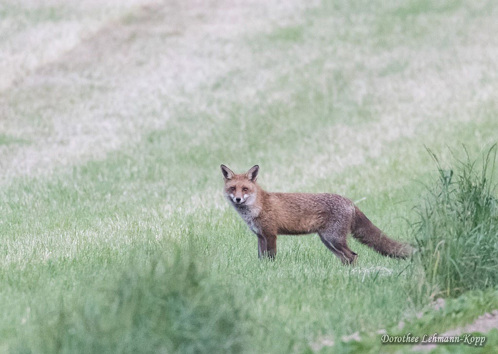 Fuchs, Belegbild 