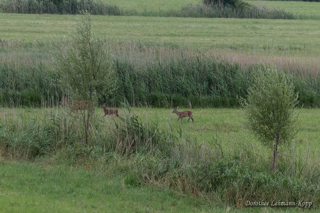 Rehe, Kreis OHZ, Niedersachsen
