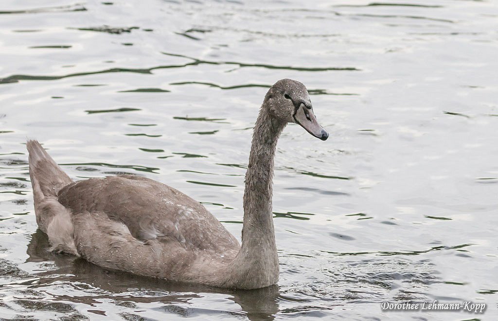 Schwan, juvenil