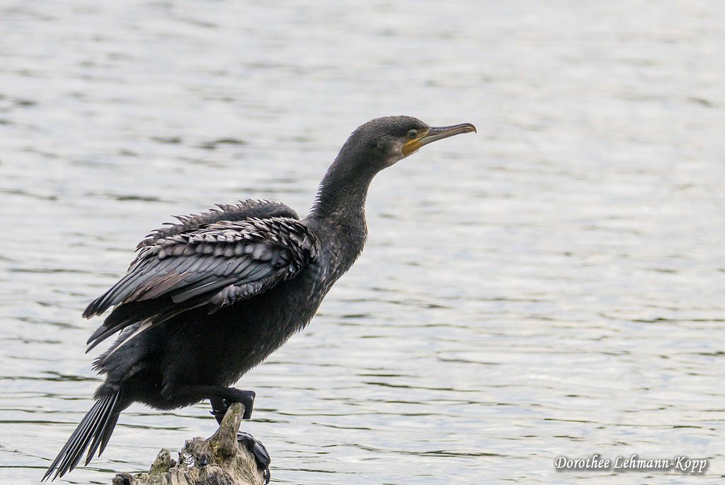 Kormoran