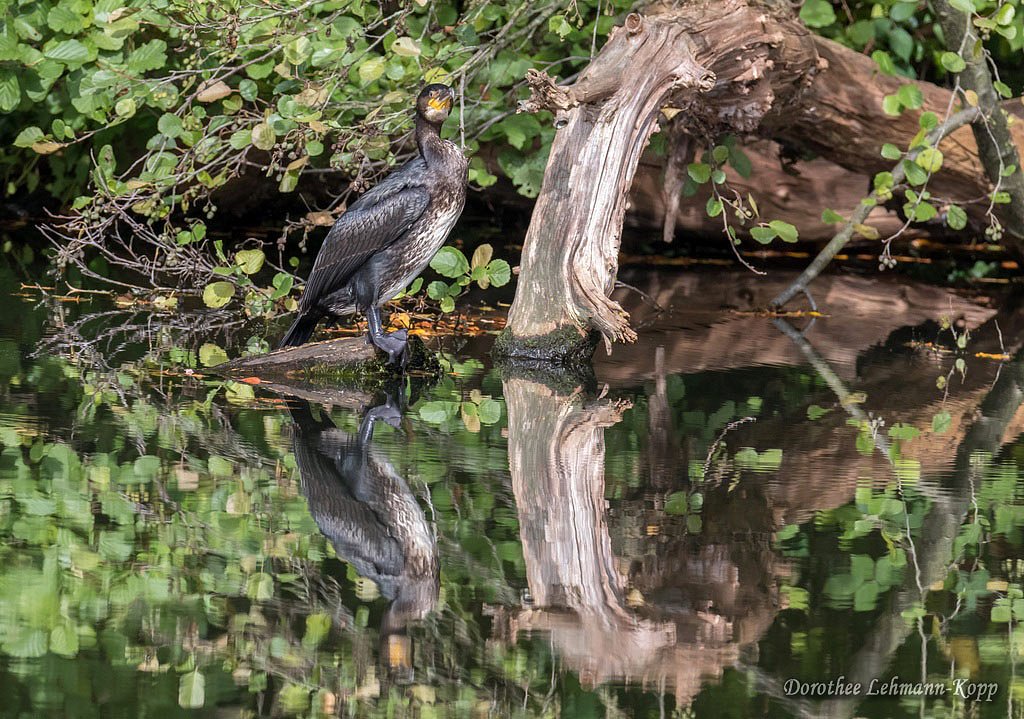 Kormoran
