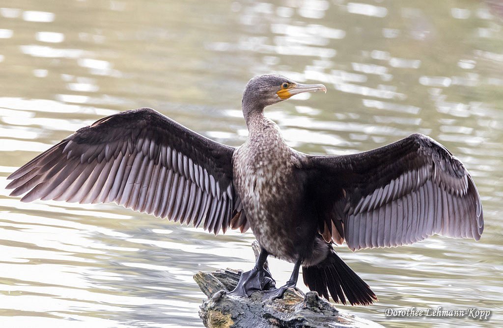 Kormoran