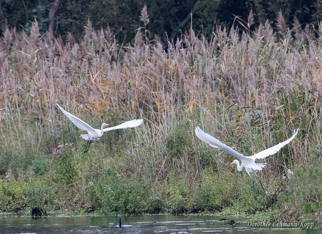 Silberreiher, Belegbilder