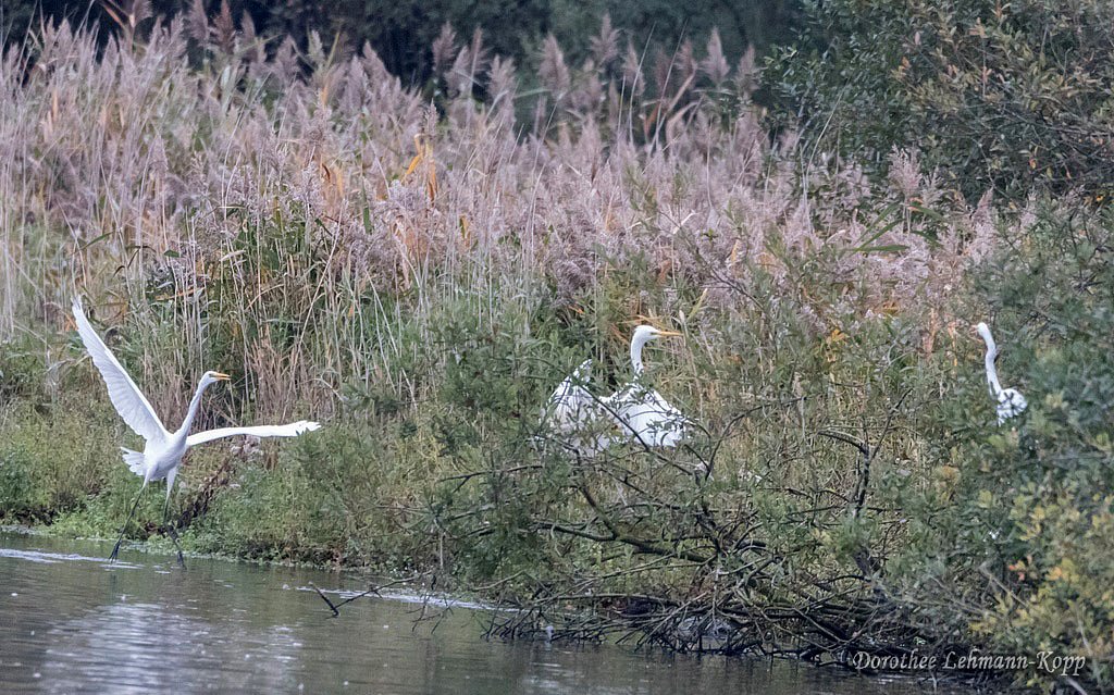 Silberreiher, Belegbilder