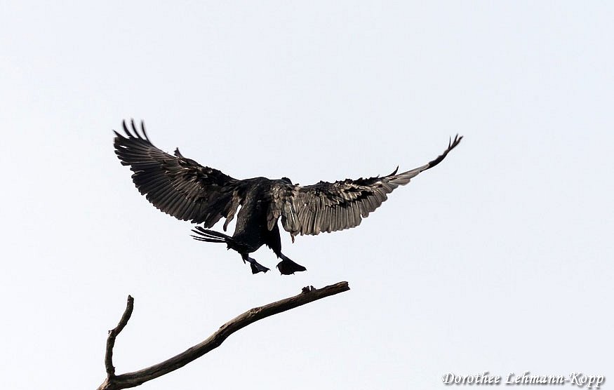 Kormoran