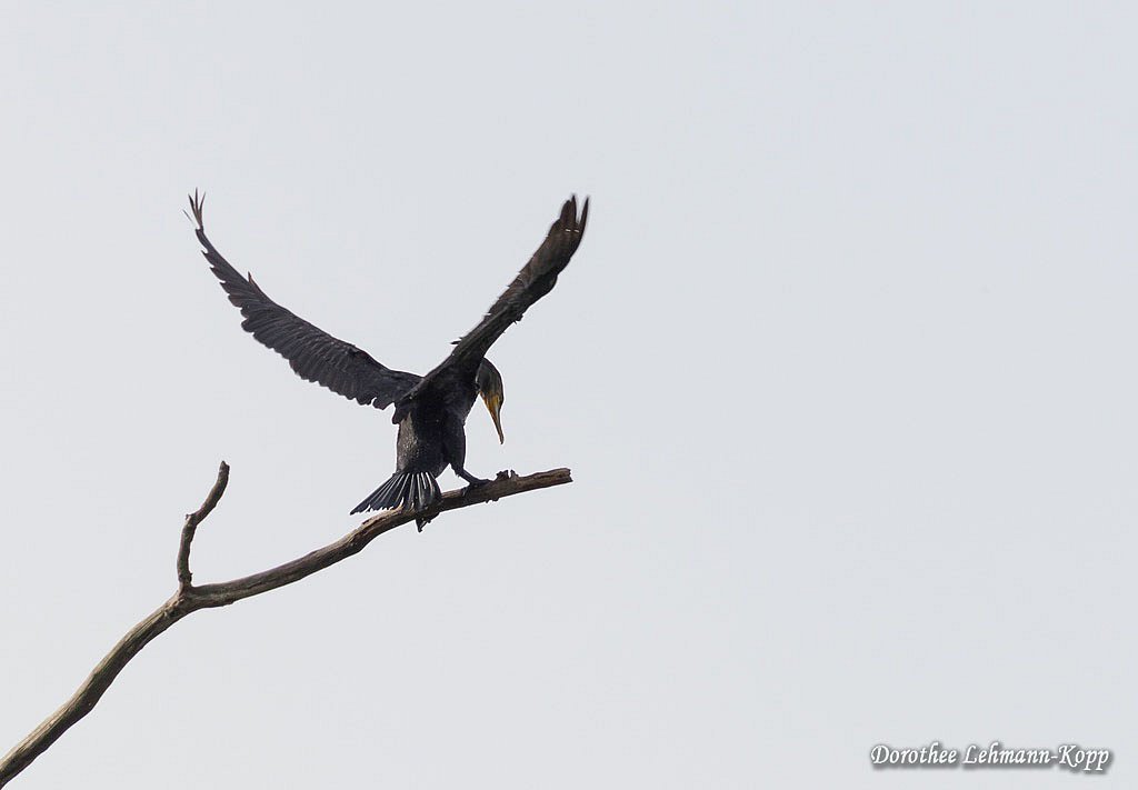 Kormoran