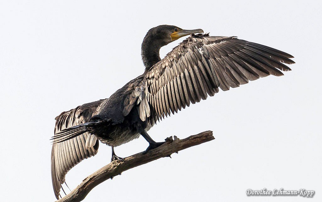 Kormoran