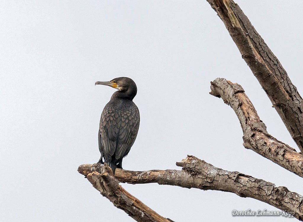 Kormoran
