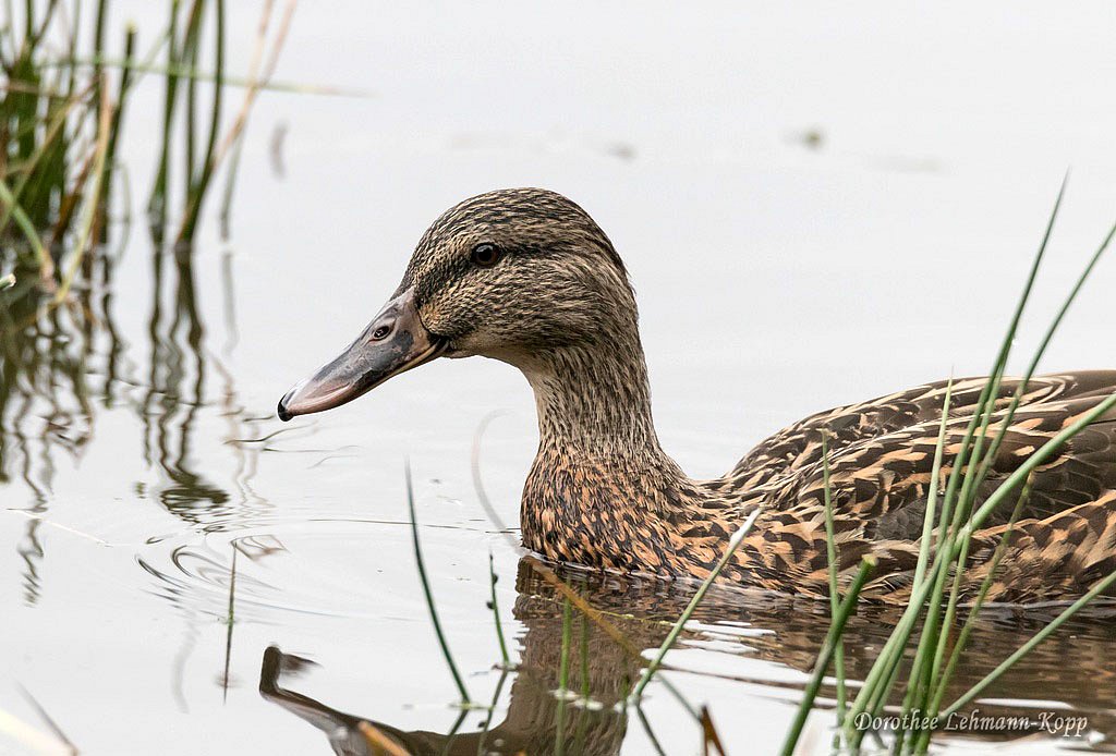 Stockente weiblich
