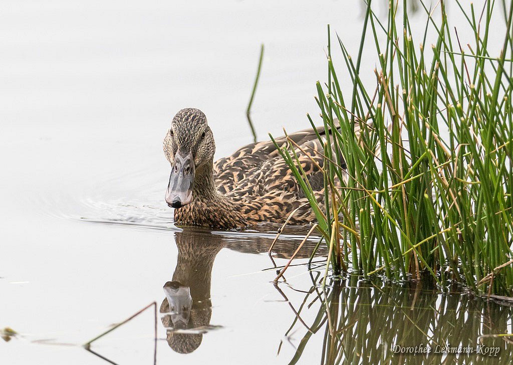 Stockente weiblich