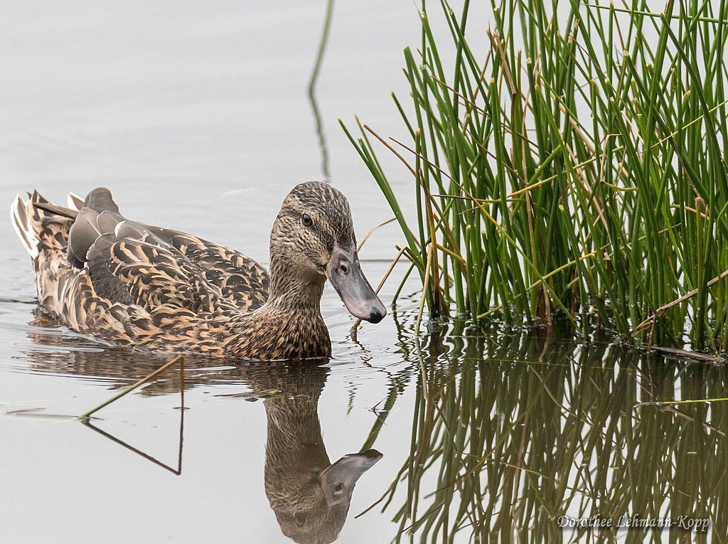 Stockente weiblich