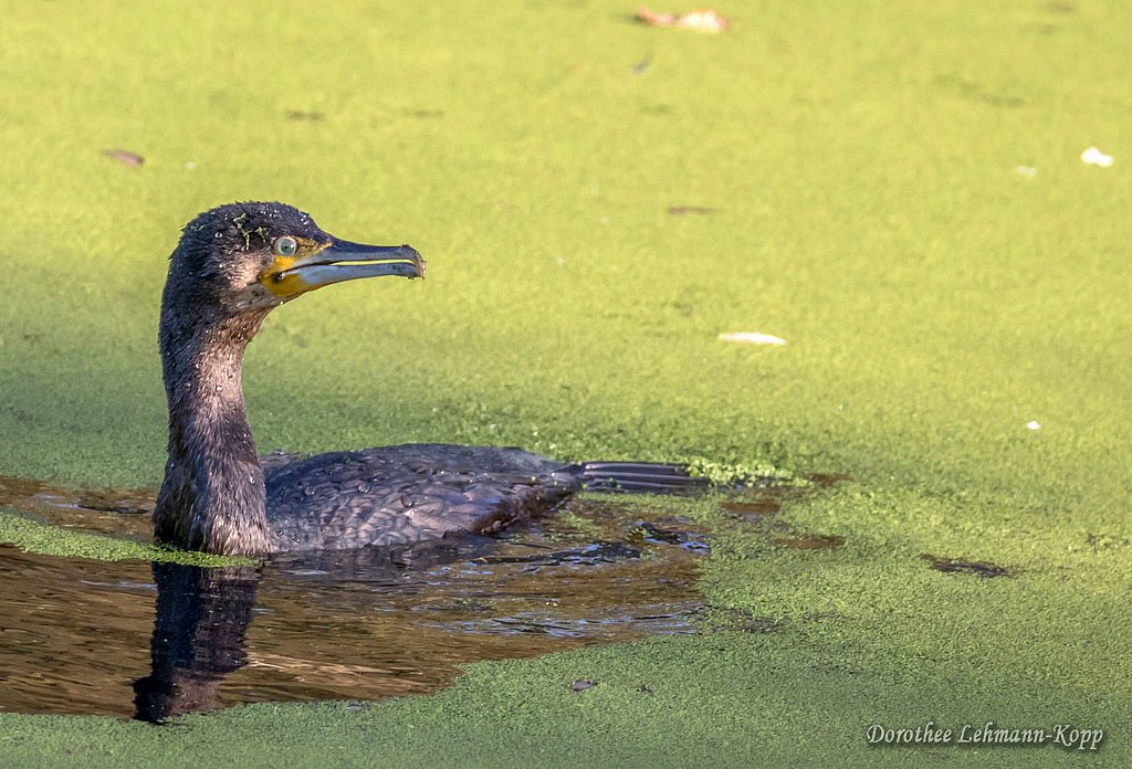Kormoran