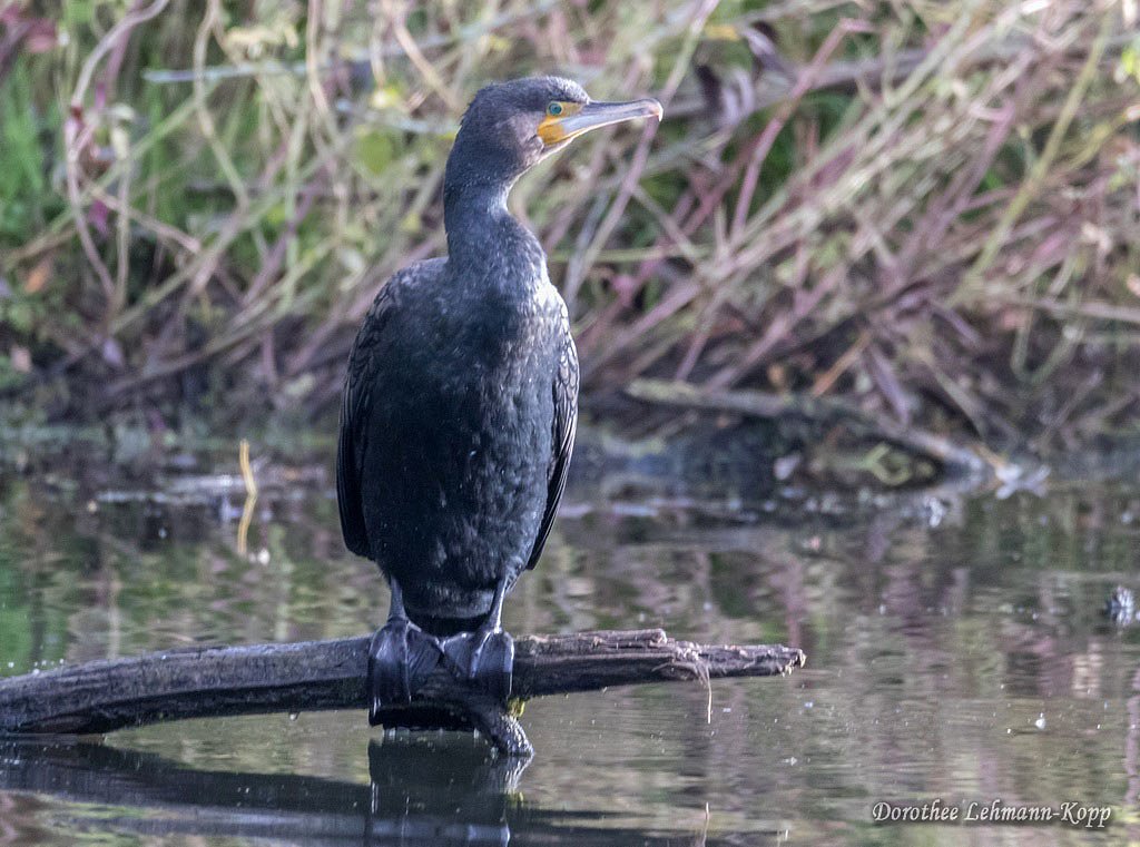 Kormoran