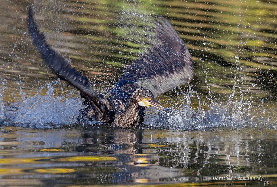 Kormoran