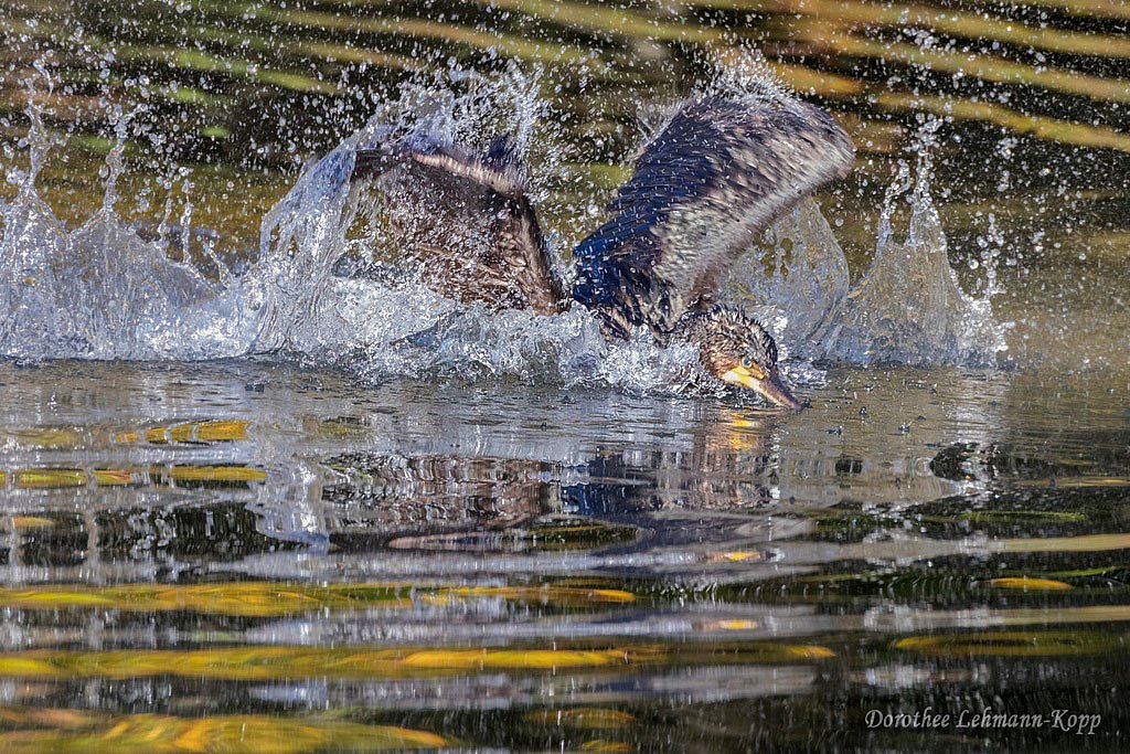 Kormoran