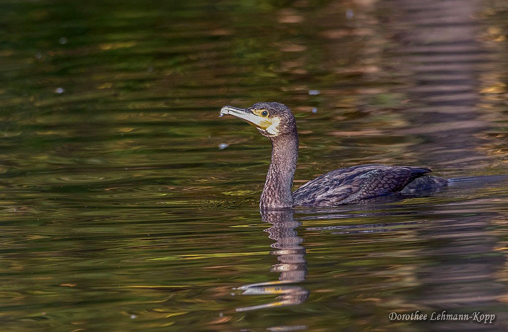 Kormoran