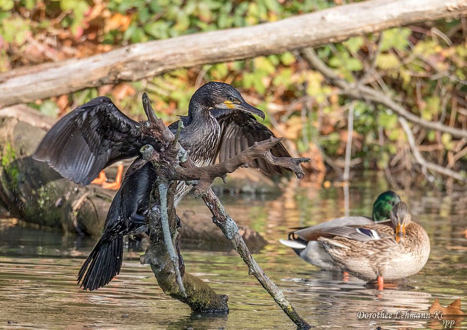 Kormoran