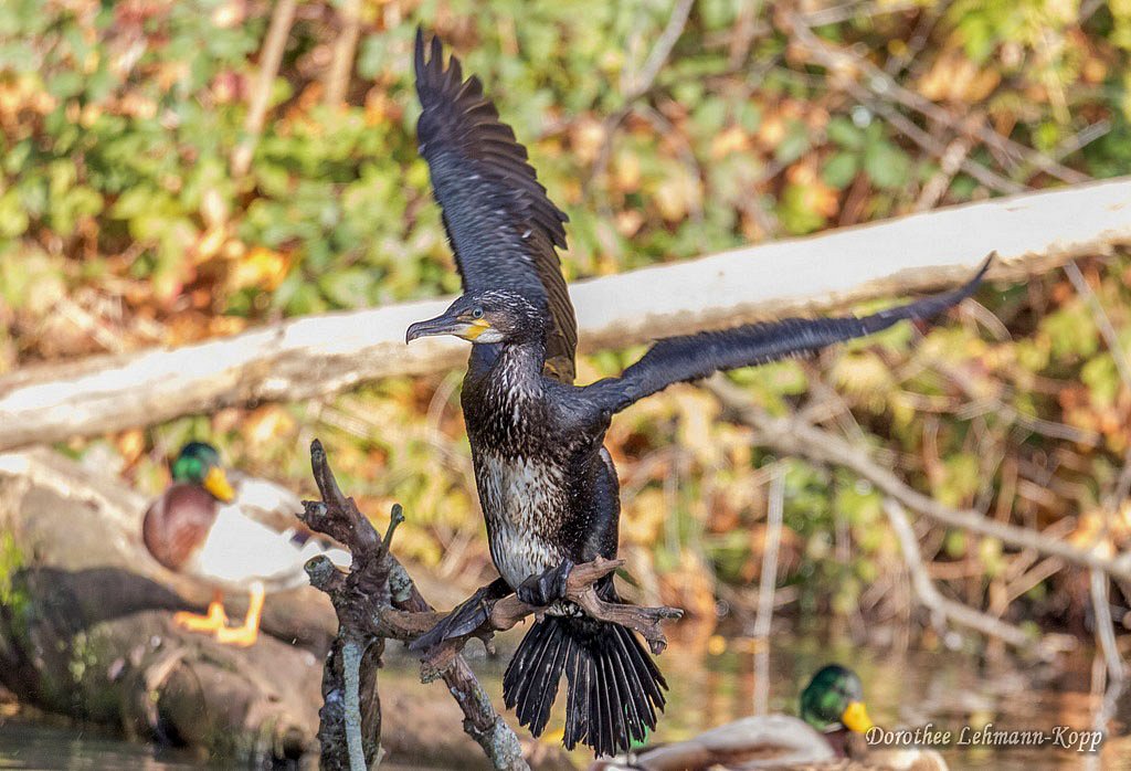 Kormoran